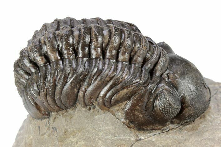 Detailed Reedops Trilobite - Atchana, Morocco #341180